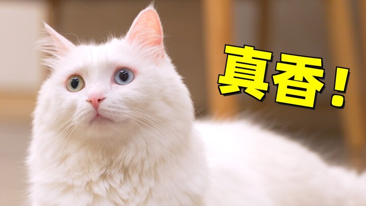 Kali keempat pindah kota bareng si kucing, pas mau berangkat masih enggak rela berpisah, tapi begitu