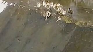 鸭妈妈:我只演示一遍