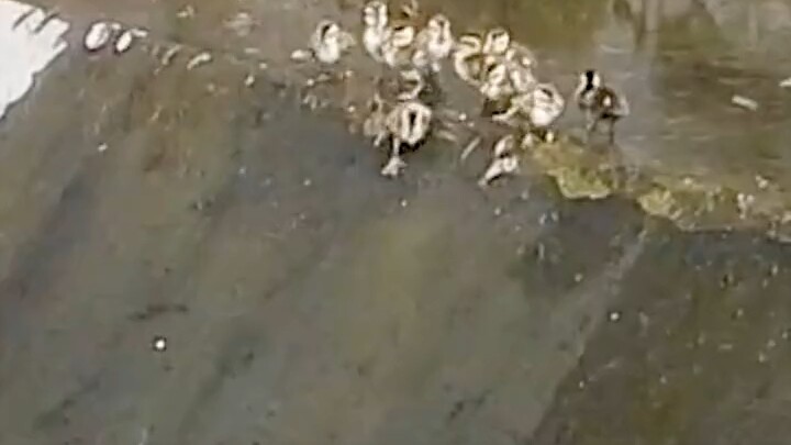 Vịt mẹ: Tôi chỉ làm mẫu một lần thôi