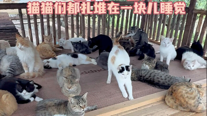 Buổi sáng tập thể: ăn uống, chải lông