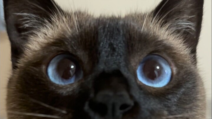 เจ้านายห้ามจับเหมียว