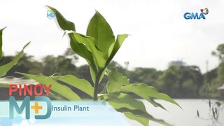 Insulin plant, mabisang gamot nga ba para sa sakit na diabetes? | Pinoy MD