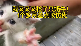 ฉันเก็บแมวเหมียวมาอีกแล้ว! ครึ่งเช้าเก็บได้สองตัวเลย นี่มันโชคชะตาแบบไหนกันเนี่ย?