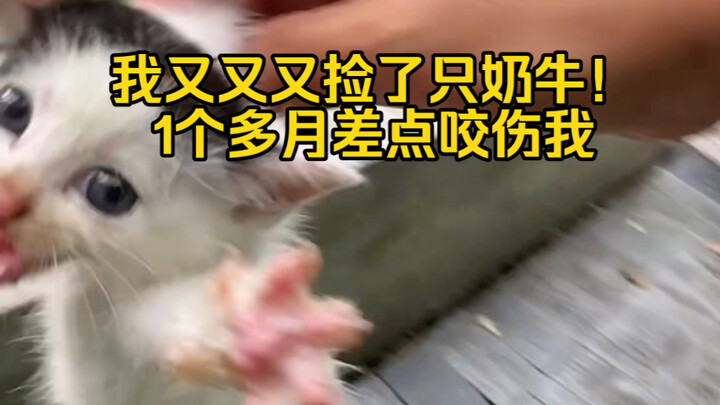 لقد وجدت قطة حليبة مرة أخرى! وجدت قطتين في صباح واحد، يا ترى أي نوع من الصدف السماوي هذا؟