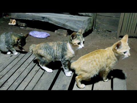 The family cat living in the old hut, night feeding with chicken meat