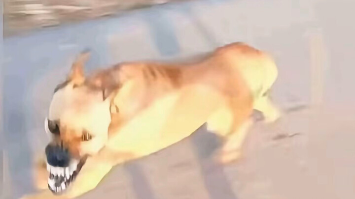 หมากัดคนทำยังไงดี? ฟาดไปทีเดียวก็เชื่อฟังแล้ว!