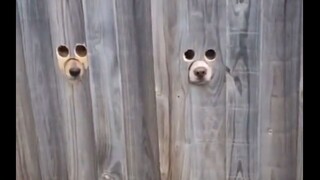Who is the dog?