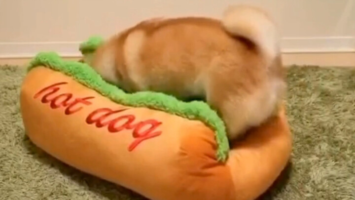 Hot dog
