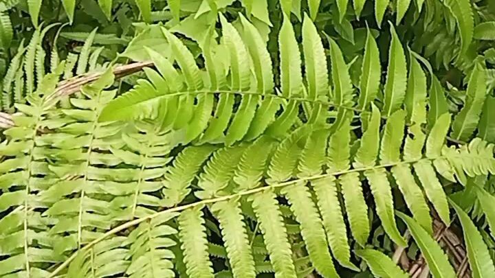 fresh pako(fern)🥰