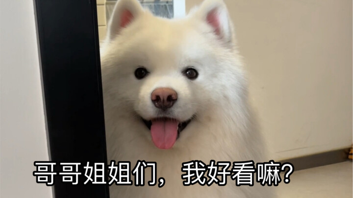 It seems to know it's super cute and well-behaved!