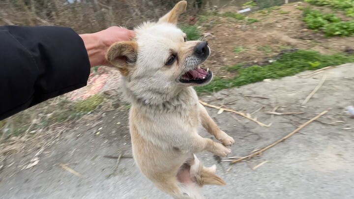 Only an iron chain was found—scary update on the missing dog!