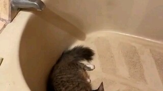 Cat: Open it and try one-click triple