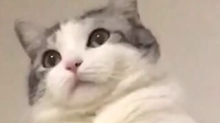 Saya biasanya tidak tertawa ketika kucing serius ingin membalas dendam, kecuali saya tidak bisa mena