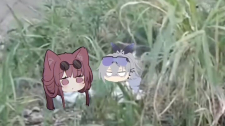 猫娘人都麻了