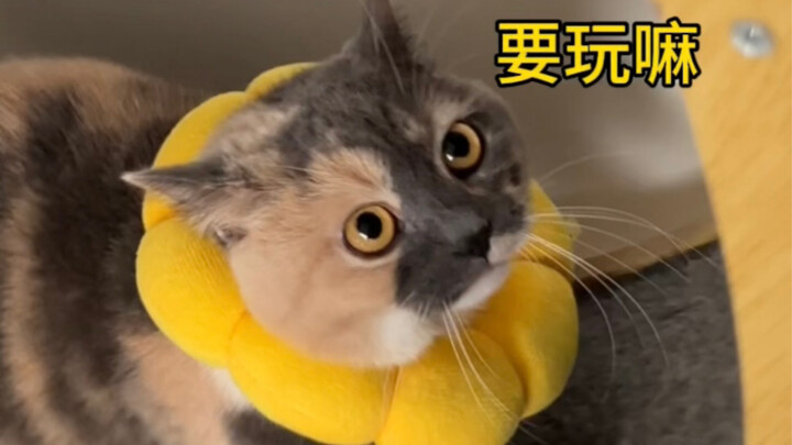 Seberapa besar perbedaan perlakuan terhadap kucing kecil?