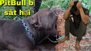 Pitbull Thợ Săn Bị Sát Hại Cả Team Săn Bắt Ẩm Thực Vùng Cao Hoảng Loạn