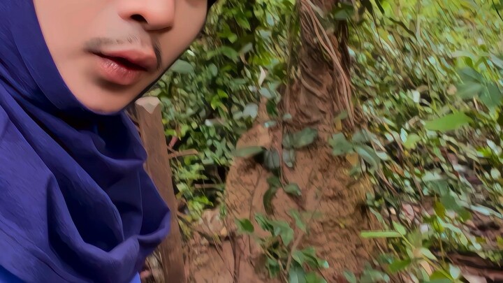 เก็บเห็ดป่าปลวกยักษ์