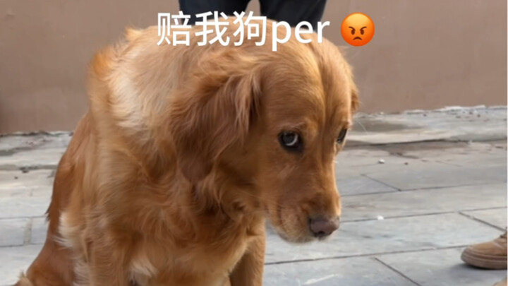 Dog: My dog bowl didn't make it again this year.