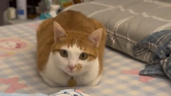 ลูกแมว: ทำยังไงดีเมื่อคนซื้อกลับมาแล้วมันส่งเสียงร้องไม่หยุด?