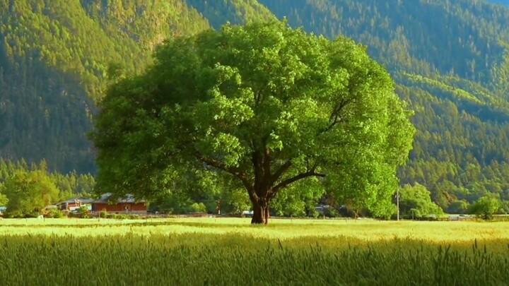"Trên thế gian này luôn có một chút gió để lấp đầy hàng trăm ngàn giấc mơ của tôi"