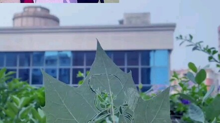 พลาติโคดอน