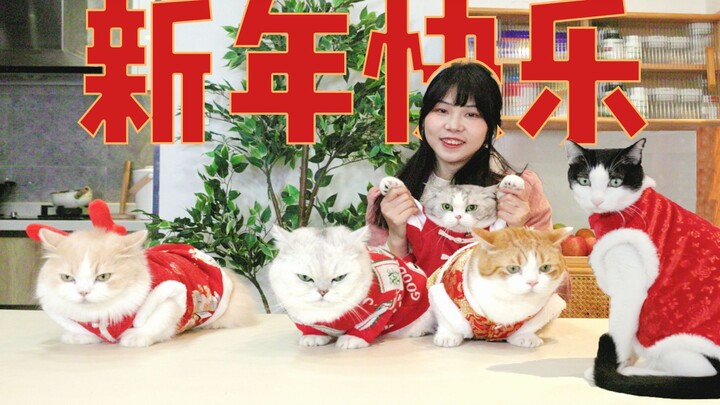 Eat glutinous rice balls during the Lantern Festival, and the cats wish you a happy new year!!! [Lan