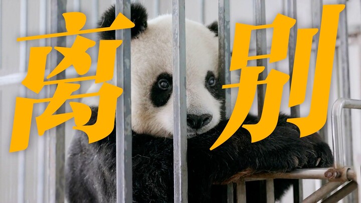 Dari hari pertama hingga saat perpisahan, kalau mau membuat acara varietas bertema panda, setidaknya