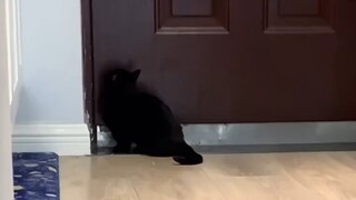 What on earth is my cat trying to say? Is there anyone who can help me translate it?!