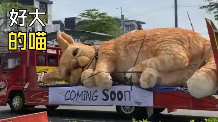 Those heartwarming animal videos!