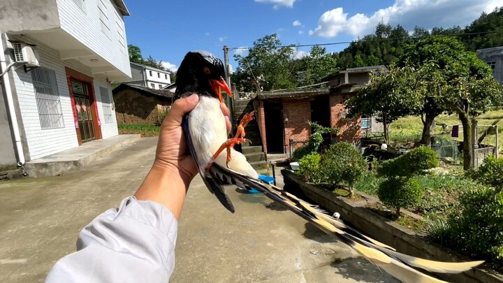 Bebek Coorkie tiba-tiba menyelam, si kecil terpana: itu jurus apa?