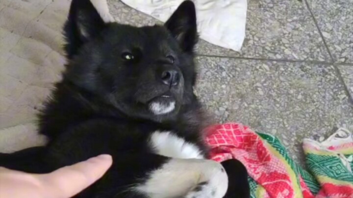 Dưới mông giấu chuột, thưởng cho Đại Tị Tỵ một cái!