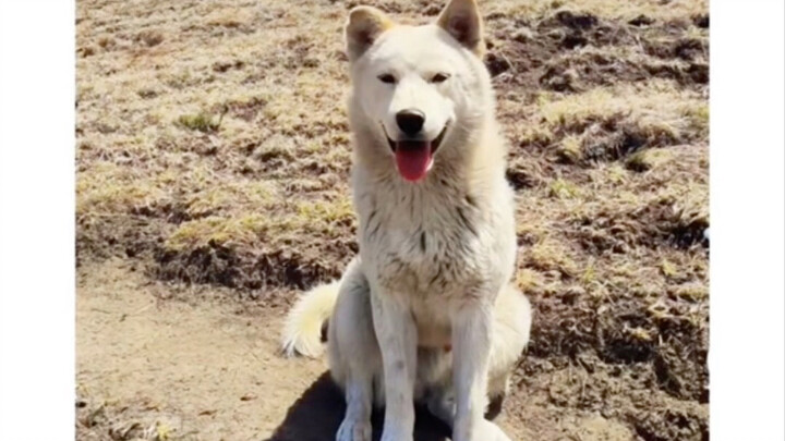 Shaobing: The best canine guide for heading to the temple!