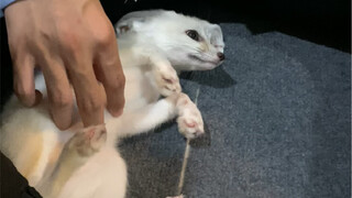 Xiao Jiu yang memikat kakak laki-laki