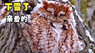 那些治愈的动物们！