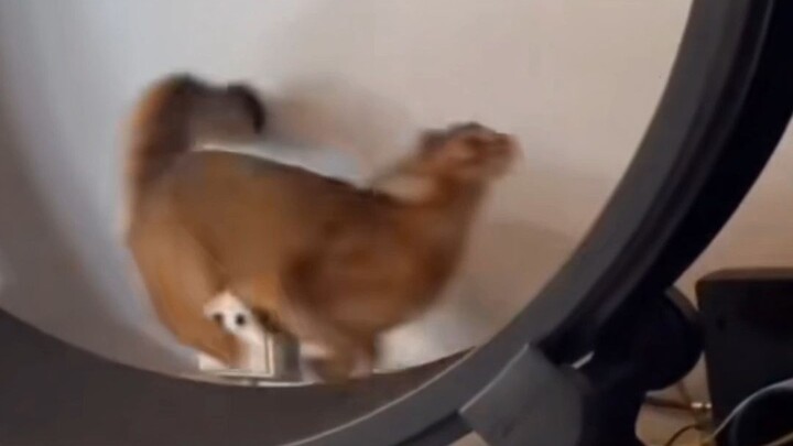 القط: لا تحاول فهمي، لأنني حتى أنا لا أفهم نفسي!!