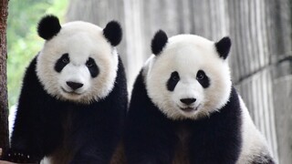 [Animals]Two little pandas are playing i the tree