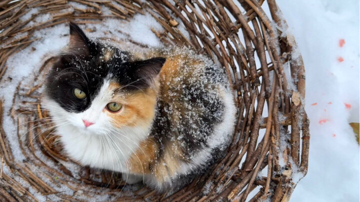 The little kitten in the snow is covered in sugary frost, patiently waiting in its cozy nest for mom