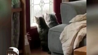 I'm totally charmed by these two cats—this must be the domineering cat boss and his adorably goofy l