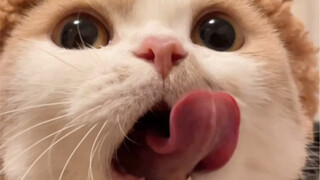 Watching the little kitten eat is just so healing, isn't it?