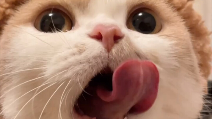 Watching the little kitten eat is just so healing, isn't it?