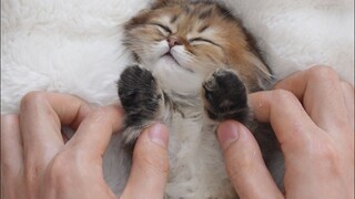 Kiat membelai kucing yang bisa membuat kucing kecil tertidur dalam 5 menit