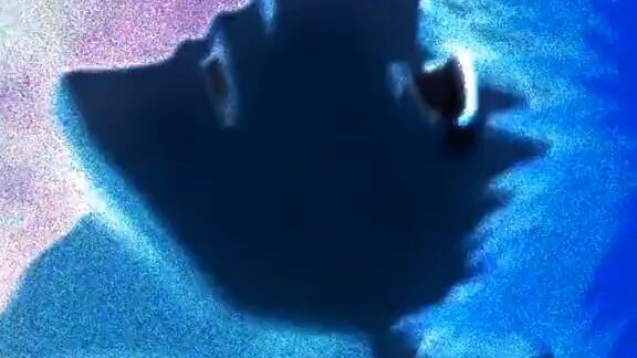 blach edit