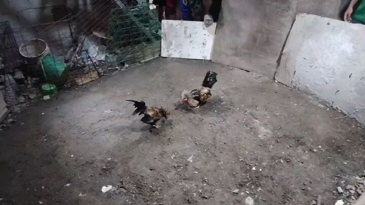 3xwin micro bantam 3xwin in 3weeks dehado pa SA ulutan