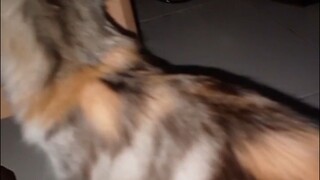 pet