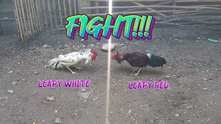 Leapy White VS Leapy Red.  spar!       JRP Gameyard