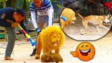 Fake Lion With Horn Prank Real Dog Sleeping Make Funny