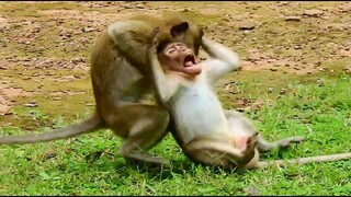 My God!, Terrible Fight!, Monkey Terrified Attack Until Like This, Look Monkey Hurt​ And Try Hard​