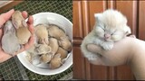Cute baby animals Videos Compilation cute moment of the animals #6 Cutest Animals 2022