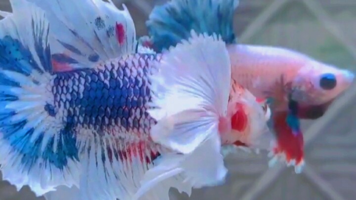 ikan cupang paling cantik di dunia