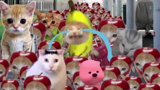 The Banana Cat Traveling Outdoors on National Day Holiday